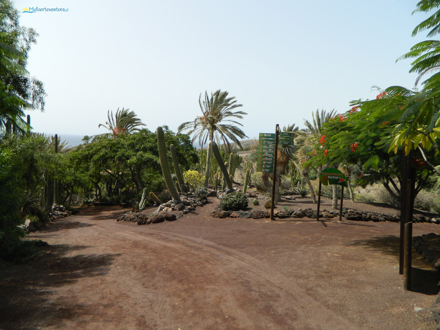 Oasis Park Fuerteventura - pokaz ptaków drapieżnych